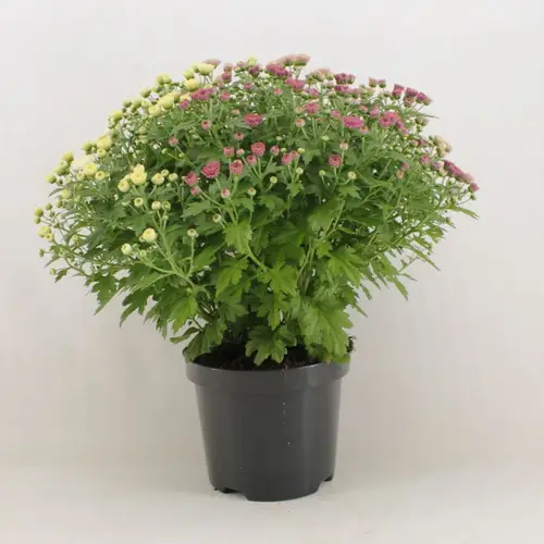 Chrys.Kugel Carnaval weiss/rosa T19 H040