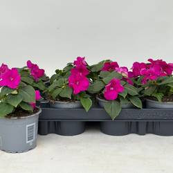 Impatiens Walleriana fuchsia T09 H020
