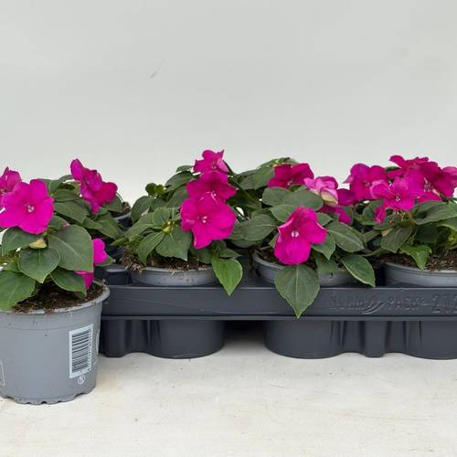 Impatiens Walleriana fuchsia T09 H020