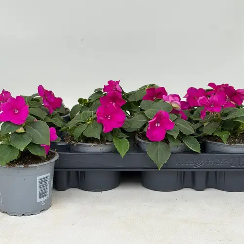Impatiens Walleriana fuchsia T09 H020