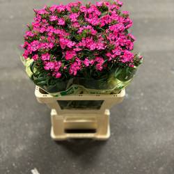 Bartnelke cerise Hot Pink 60cm