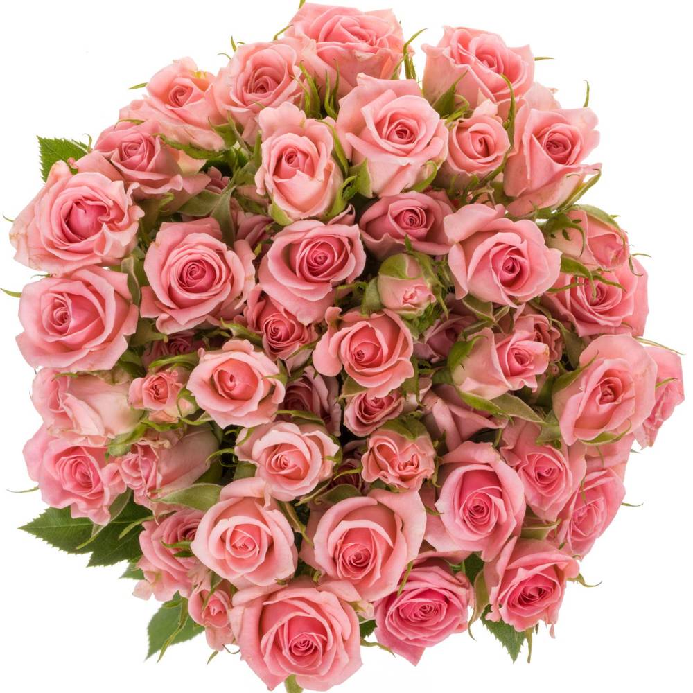 Rose verzweigt rosa Odilia 7+Blüte 80cm