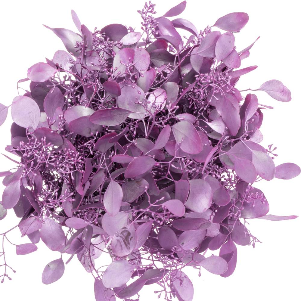 Populus fuchsia metallic Frucht gefärbt 300 Gramm 65cm