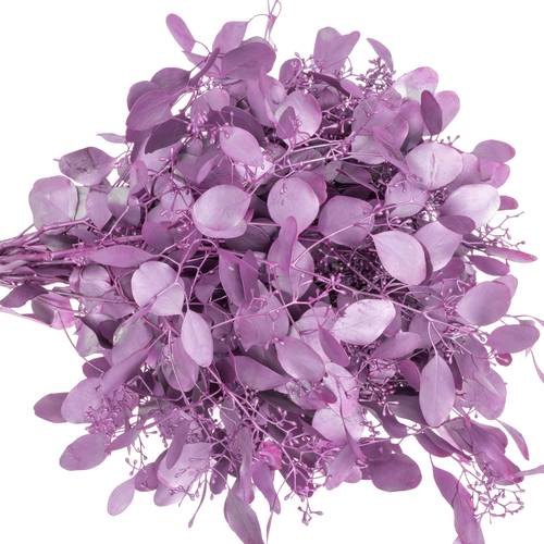 Populus fuchsia metallic Frucht gefärbt 300 Gramm 65cm