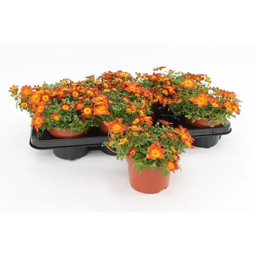 Bidens Beedance T13 H20