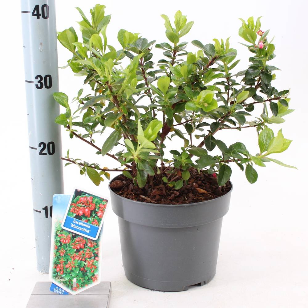 Escallonia Rubra Macarantha T19 H030