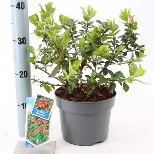 Escallonia Rubra Macarantha T19 H030
