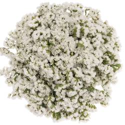 Statice weiss Glacier White 30 Gramm 60cm