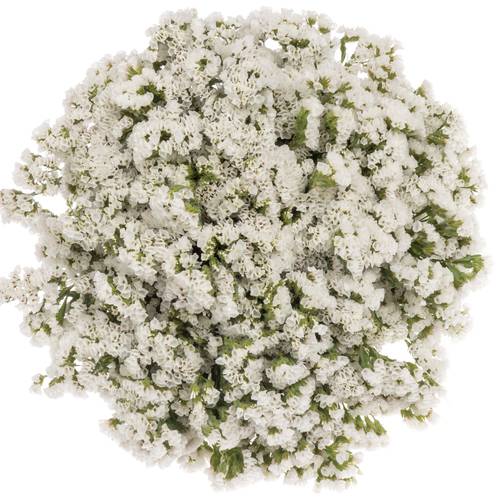 Statice weiss Glacier White 30 Gramm 60cm