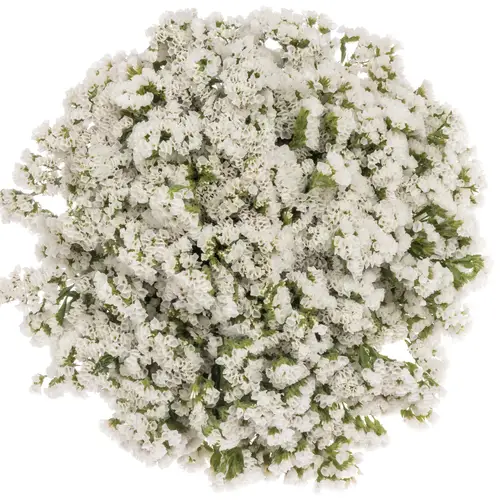 Statice weiss Glacier White 30 Gramm 60cm