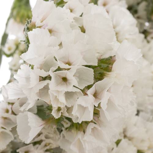 Statice weiss Glacier White 30 Gramm 60cm