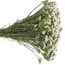 Statice weiss Glacier White 30 Gramm 60cm