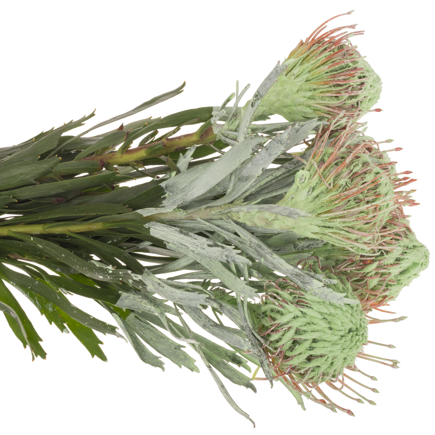 Nutans mintgrün gefärbt 40cm