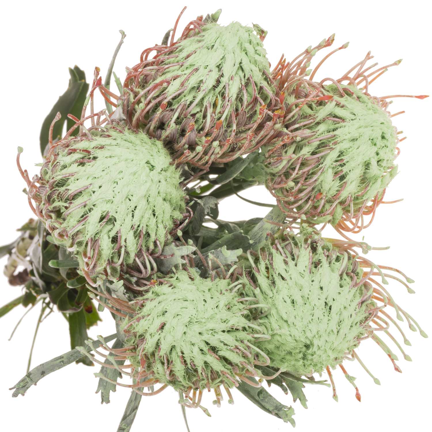 Nutans mintgrün gefärbt 40cm