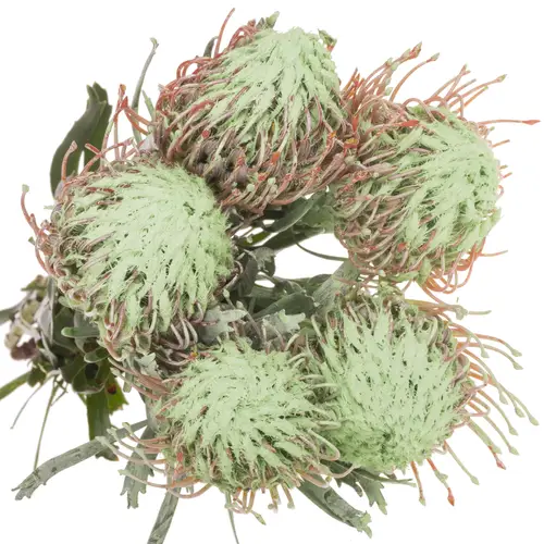 Nutans mintgrün gefärbt 40cm