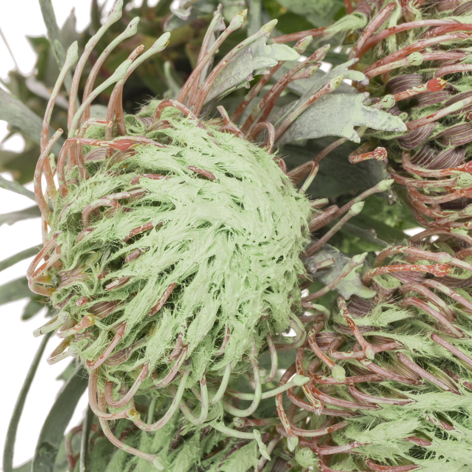 Nutans mintgrün gefärbt 40cm