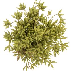 Eukalyptus Robusta Pelata 300 Gramm 60cm