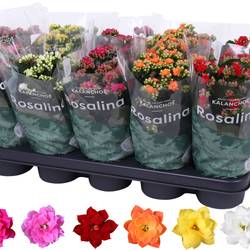 Kalanchoe Gef. mix T12 H027