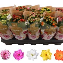 Kal.Gef. mix T12 H027