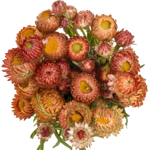 Helichrysum orange/apricot 60cm