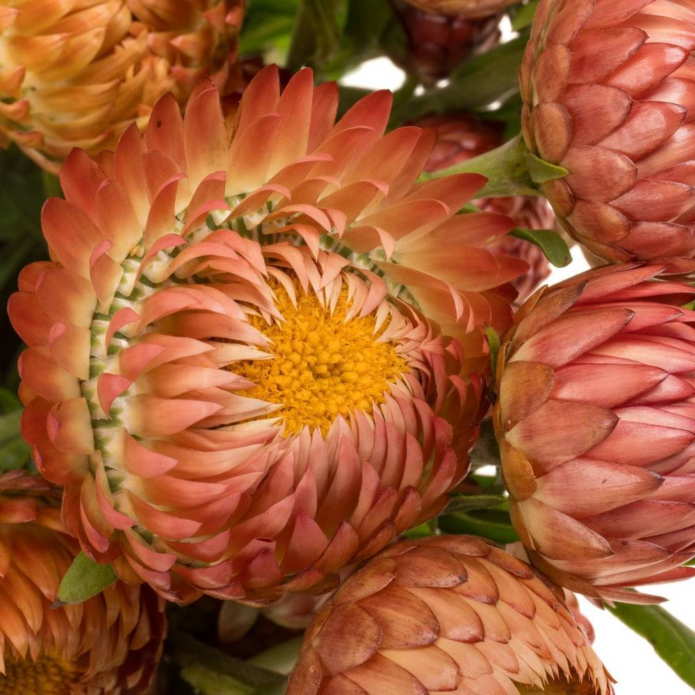 Helichrysum orange/apricot 60cm