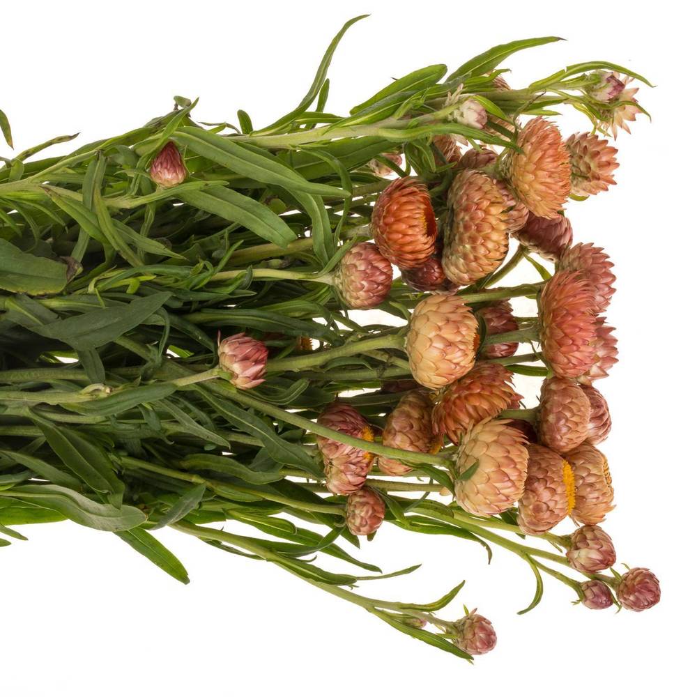 Helichrysum orange/apricot 60cm