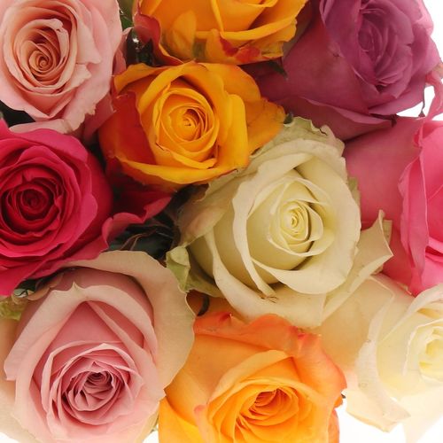 Rose mix Roos 50cm