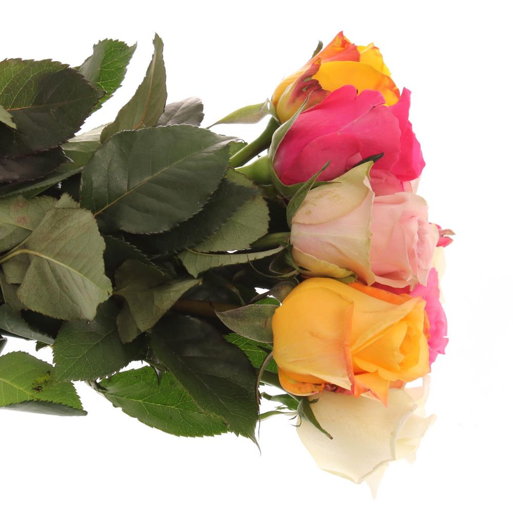 Rose mix Roos 50cm