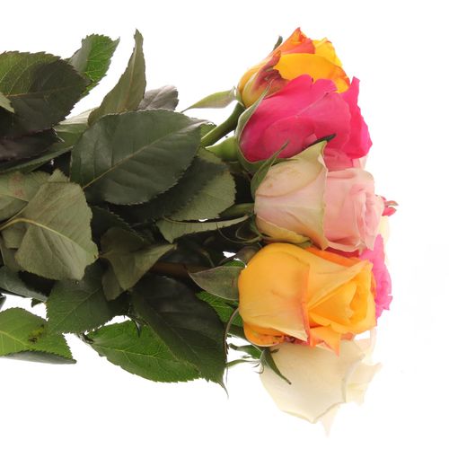 Rose mix Roos 50cm