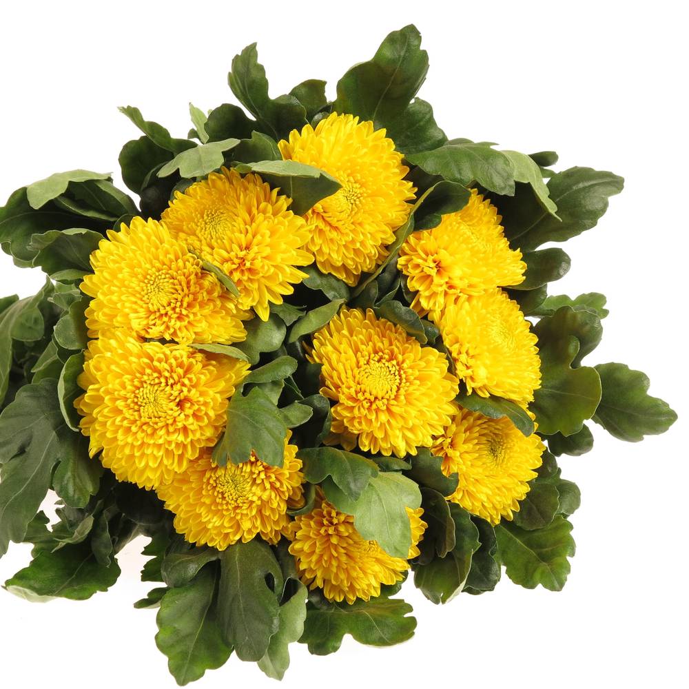 Chrys.Freil.Deko gelb Astroid 90 Gramm 75cm