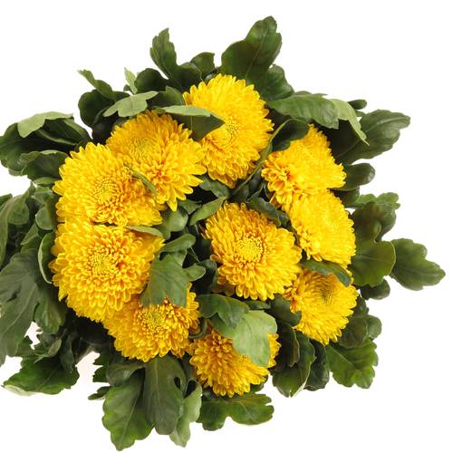 Chrys.Freil.Deko gelb Astroid 90 Gramm 75cm