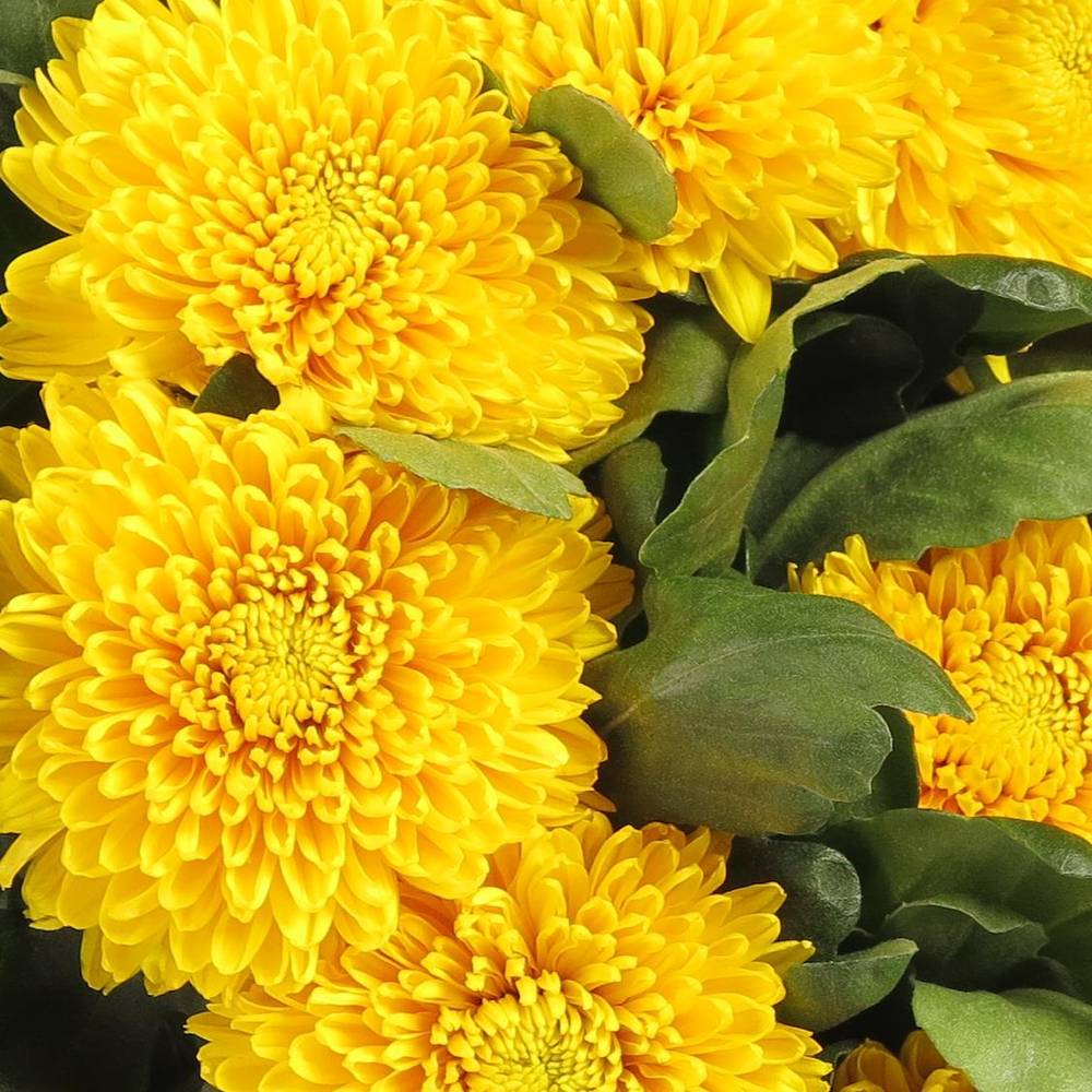 Chrys.Freil.Deko gelb Astroid 90 Gramm 75cm