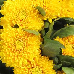 Chrys.Freil.Deko gelb Astroid 90 Gramm 75cm