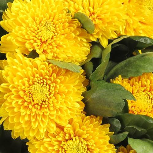 Chrys.Freil.Deko gelb Astroid 90 Gramm 75cm