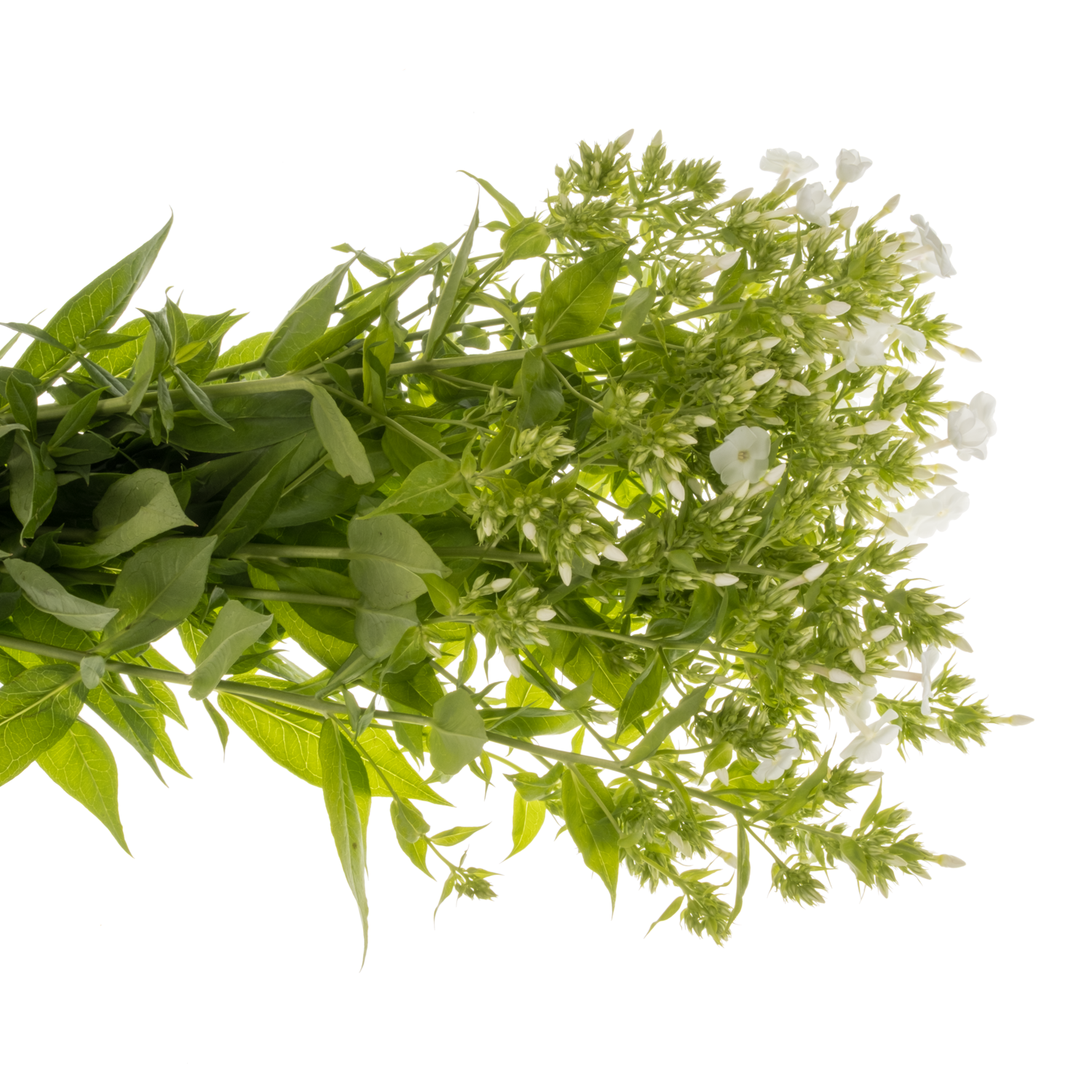 Phlox weiss David 70cm