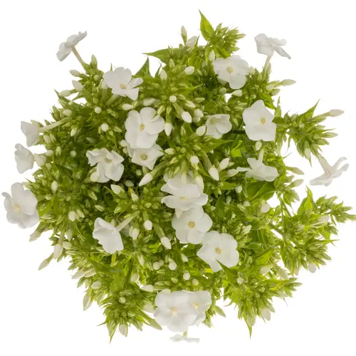 Phlox weiss David 70cm