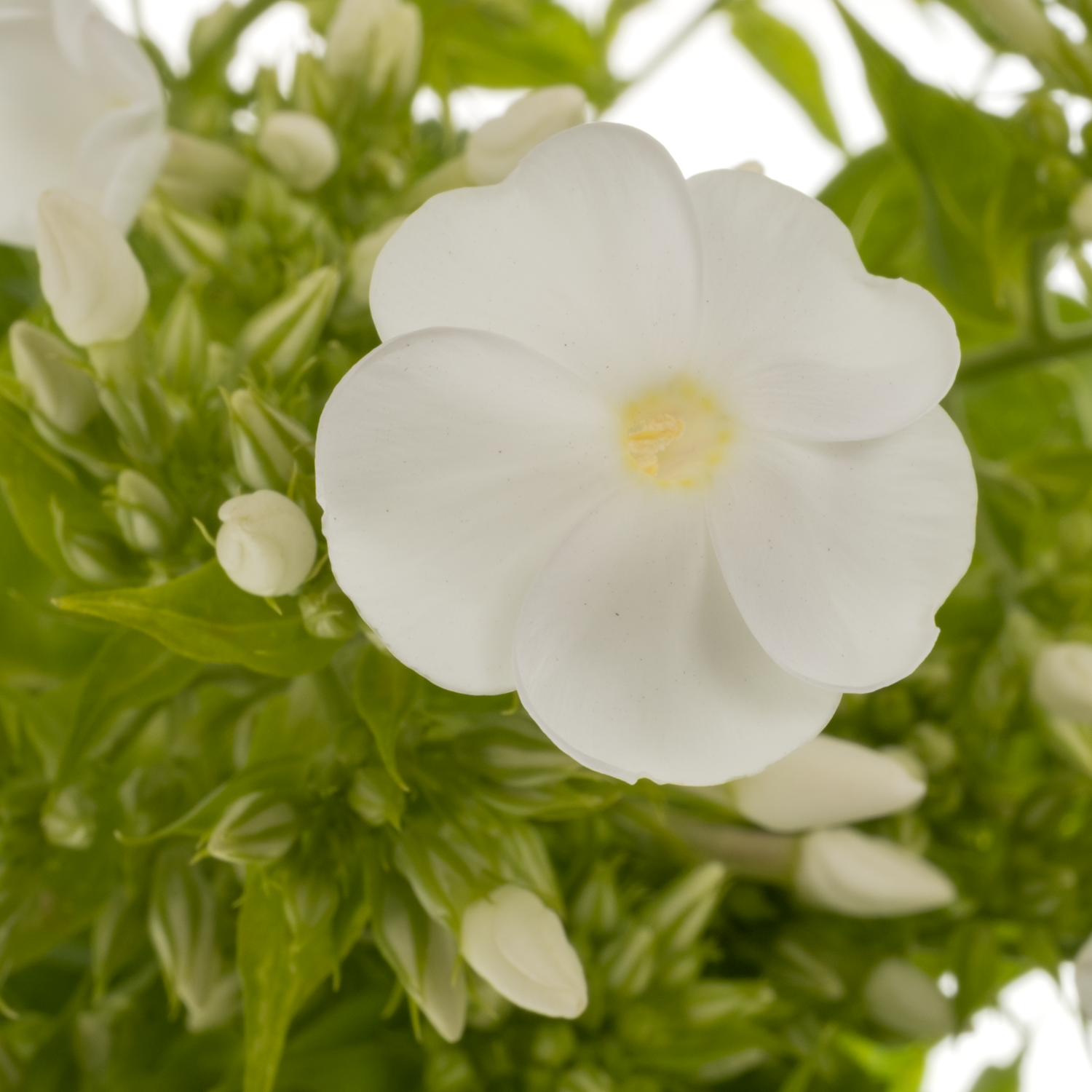 Phlox weiss David 70cm