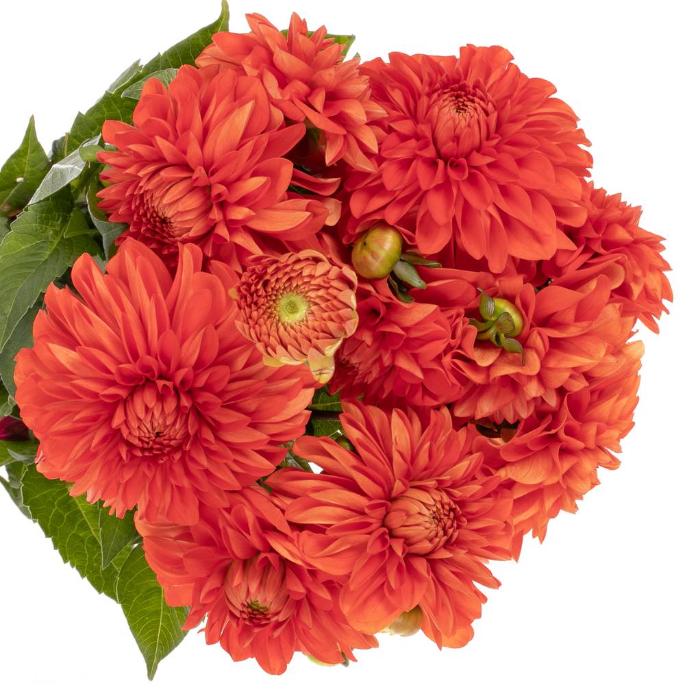 Dahlia orange Hallow 65cm