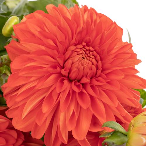 Dahlia orange Hallow 65cm
