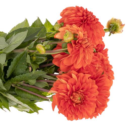 Dahlia orange Hallow 65cm