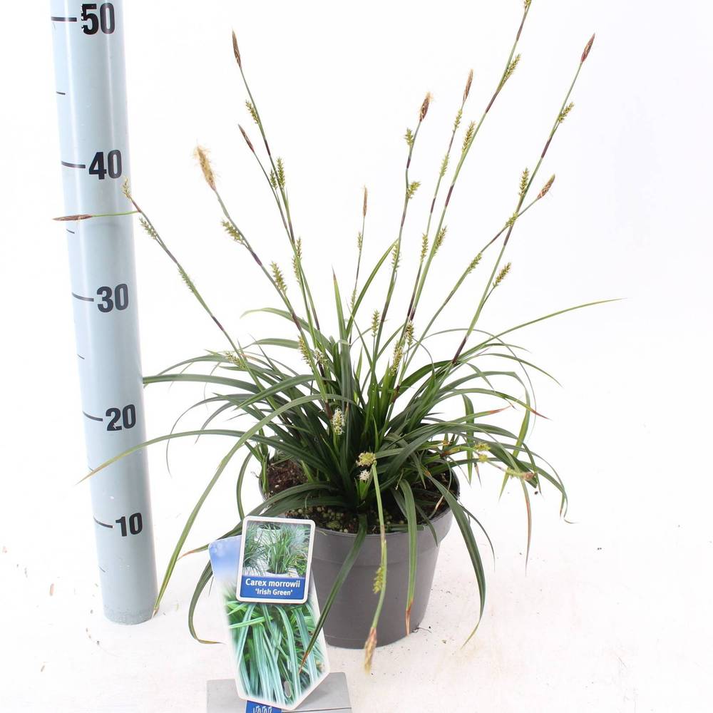 Carex Morrowii Irish Green T17 H30