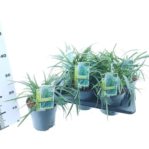 Carex Morrowii Irish Green T17 H30