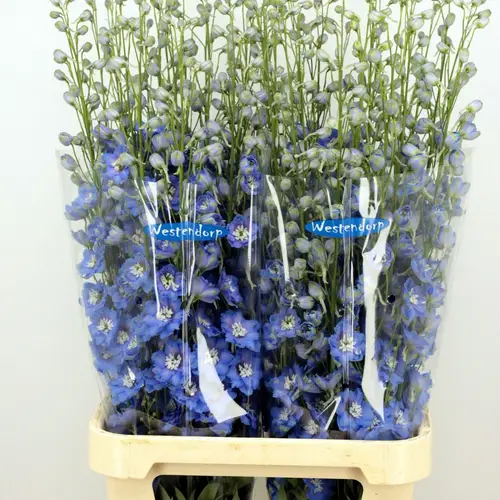 Delphinium blau Kissi Ocean Blue 95cm