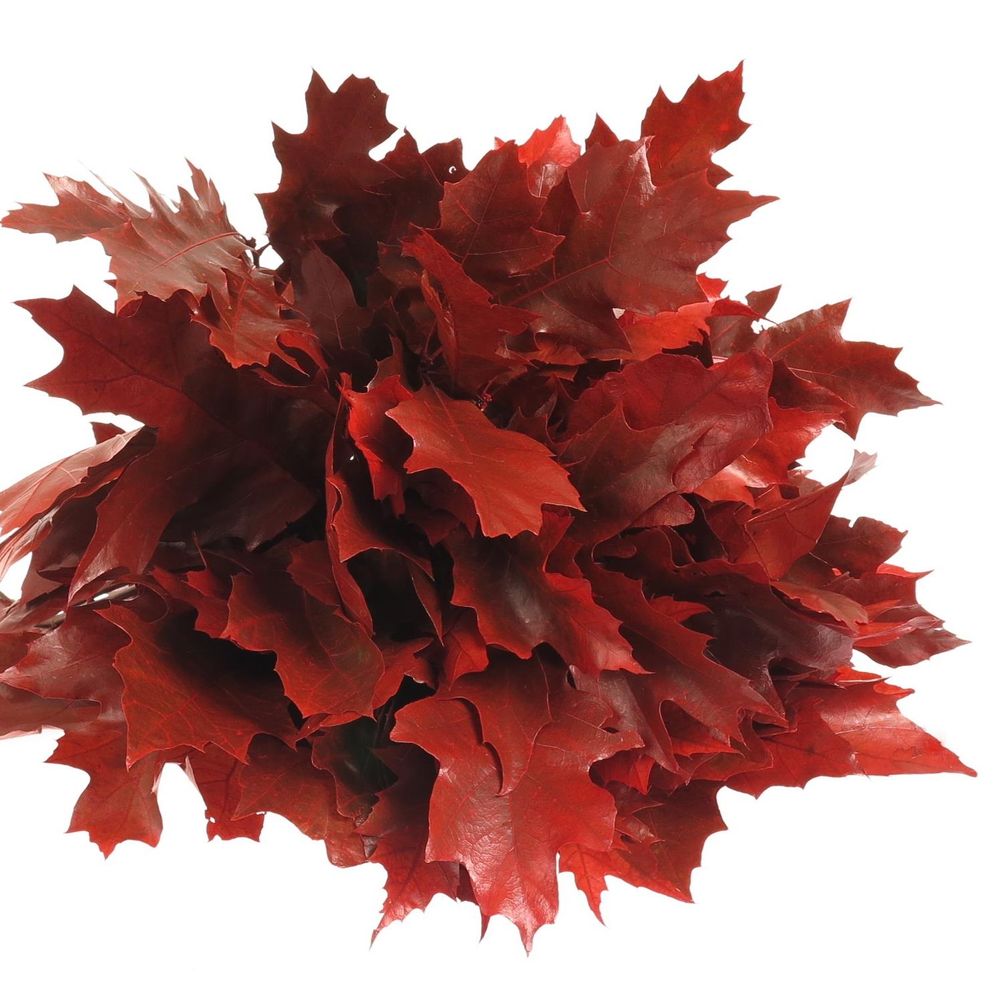 Eichenlaub rot gefärbt 80cm