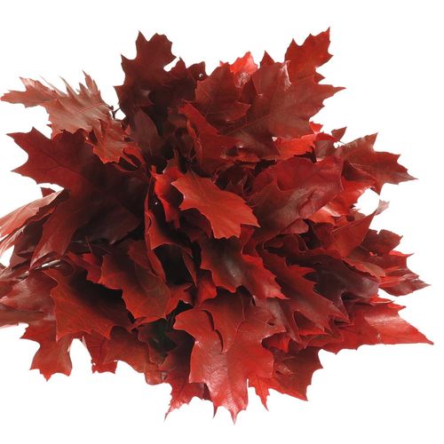 Eichenlaub rot gefärbt 80cm