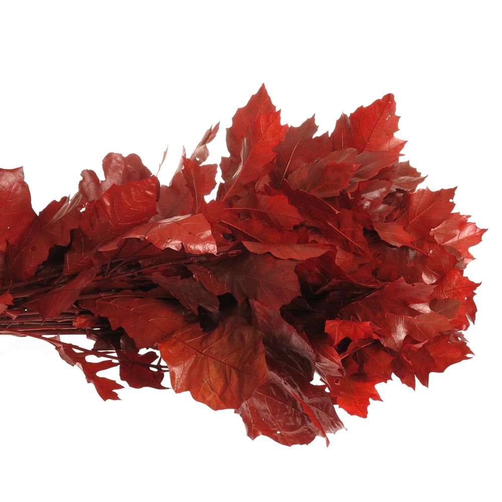 Eichenlaub rot gefärbt 80cm