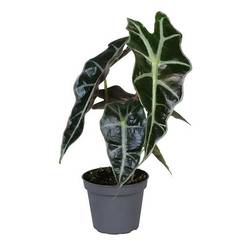 Alocasia Amazonica T06 H015
