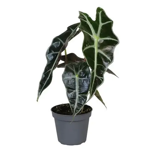 Alocasia Amazonica T06 H015