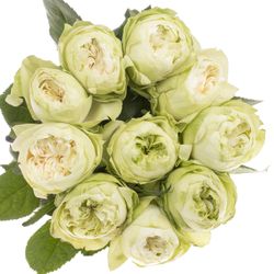 Rose weiss White Kahala 50cm gefüllt