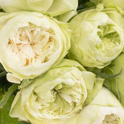 Rose weiss White Kahala 50cm gefüllt